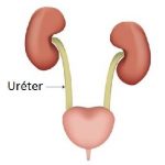funcion de los ureteres en el sistema urinario