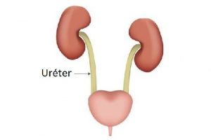 funcion de los ureteres en el sistema urinario