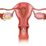 funcion de la trompa uterina
