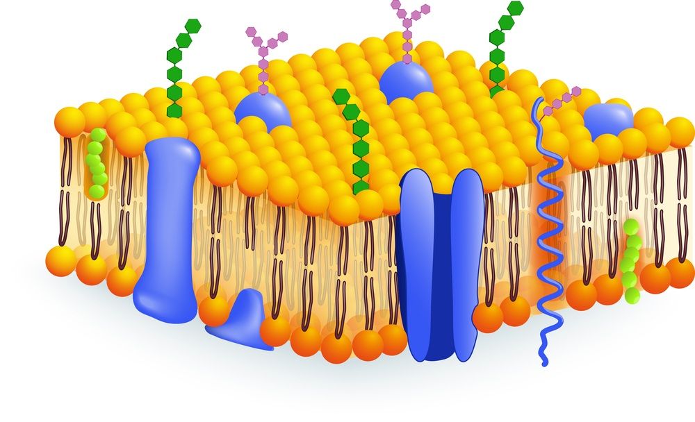 membrana celular