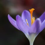 pistilo flor de azafran